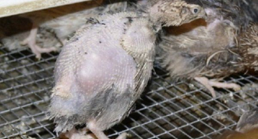 Ztráta peří u křepelek: důvody a řešení